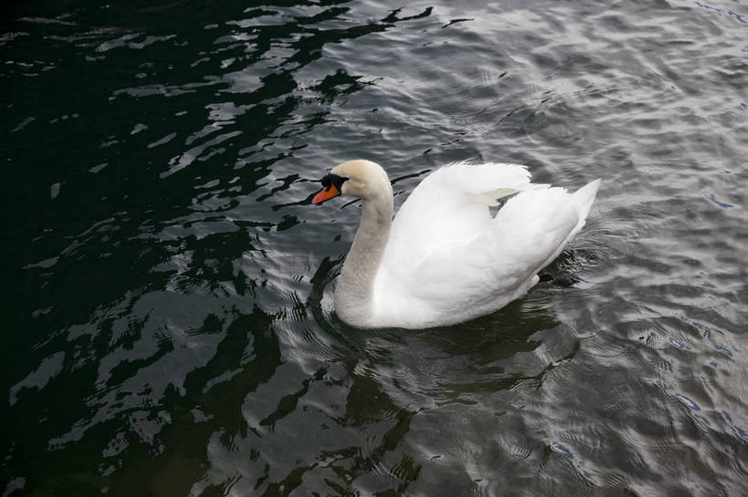 横图,彩色,室外,白天,旅游,湖,美景,天鹅,瑞士,图片,卢塞恩湖,天空,自然,动物,旅游胜地,摄影,风光,高贵,白天鹅,旅行,bj174