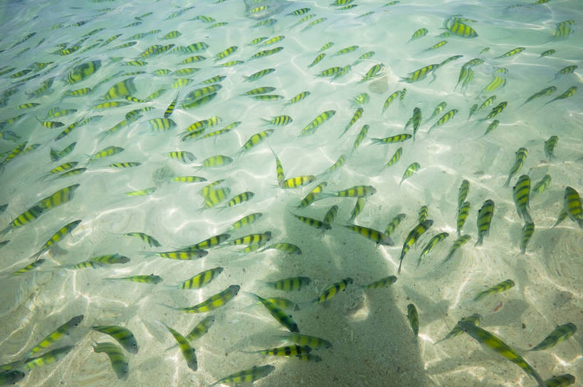无人,横图,彩色,室外,特写,白天,旅游,度假,美景,名胜古迹,标志建筑,地标,建筑,热带鱼,泰国,亚洲,清澈,遗迹,鱼,鱼群,图片,古迹,文物,娱乐,建设,古建筑,普吉岛,水纹,自然,海水,享受,休闲,旅游胜地,放松,摄影,东南亚,古文明,泰王国,皮皮岛,观赏鱼,普吉,披披岛,甲米府,海,旅行,大皮皮岛,竹子岛,bj174