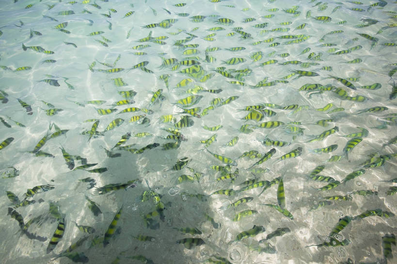 无人,横图,彩色,室外,特写,白天,旅游,度假,美景,名胜古迹,标志建筑,地标,建筑,热带鱼,泰国,亚洲,清澈,遗迹,鱼,鱼群,图片,古迹,文物,娱乐,建设,古建筑,普吉岛,水纹,自然,海水,享受,休闲,旅游胜地,放松,摄影,东南亚,古文明,泰王国,皮皮岛,观赏鱼,普吉,披披岛,甲米府,海,旅行,大皮皮岛,竹子岛,bj174