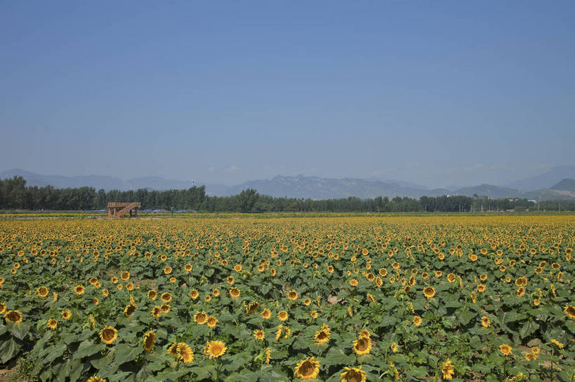 花园,横图,彩色,室外,白天,旅游,美景,田园,向日葵,北京,中国,图片,自然,旅游胜地,摄影,清新,旅行,房山,bj174