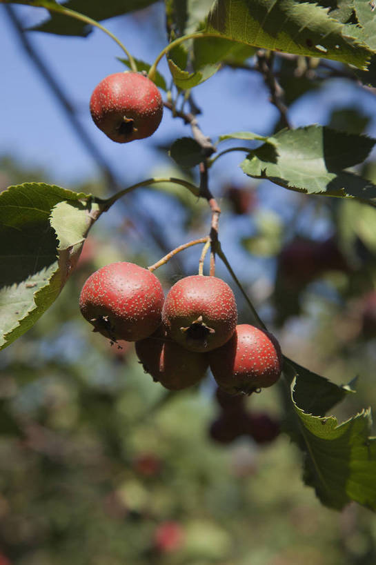 公园,竖图,彩色,室外,特写,白天,旅游,美景,北京,中国,亚洲,图片,果实,首都,树叶,自然,山楂,旅游胜地,山楂树,摄影,清新,东亚,森林公园,中华人民共和国,北京市,京,北平,华北地区,通州区,旅行,通州,大运河通州森林公园,bj174