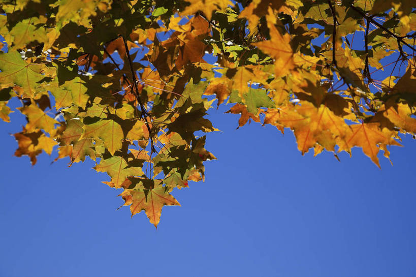 横图,彩色,室外,特写,白天,旅游,美景,北京,中国,亚洲,图片,景观,首都,树叶,自然,旅游胜地,景色,摄影,清新,自然风光,东亚,森林公园,海淀区,中华人民共和国,北京市,京,北平,华北地区,旅行,百望山,bj174