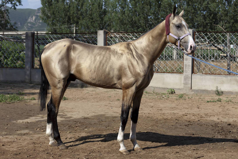 健壮,横图,彩色,室外,特写,白天,马,野生动物,北京,中国,图片,动物,运输,摄影,牲畜,马头,名贵,赛马,阿哈尔捷金马,大宛良马,汗血宝马,汗血马,bj174