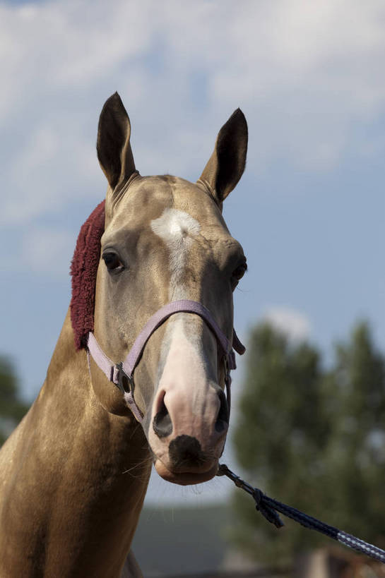 健壮,竖图,彩色,室外,特写,白天,马,野生动物,北京,中国,图片,动物,运输,摄影,牲畜,马头,名贵,赛马,阿哈尔捷金马,大宛良马,汗血宝马,汗血马,bj174