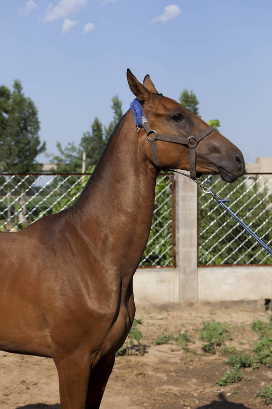 健壮,竖图,彩色,室外,特写,白天,马,野生动物,北京,中国,图片,动物,运输,摄影,牲畜,马头,名贵,赛马,阿哈尔捷金马,大宛良马,汗血宝马,汗血马,bj174