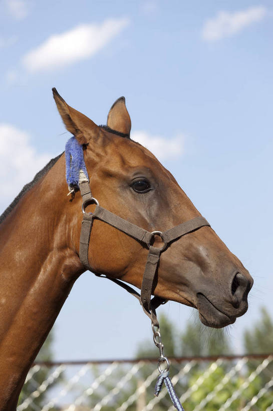 健壮,竖图,彩色,室外,特写,白天,马,野生动物,北京,中国,图片,动物,运输,摄影,牲畜,马头,名贵,赛马,阿哈尔捷金马,大宛良马,汗血宝马,汗血马,bj174