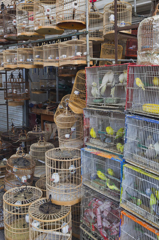 无人,竖图,彩色,室外,特写,白天,旅游,北京,中国,风俗,图片,笼子,鸟笼,集市,花鸟市场,旅游胜地,摄影,旅行,bj174
