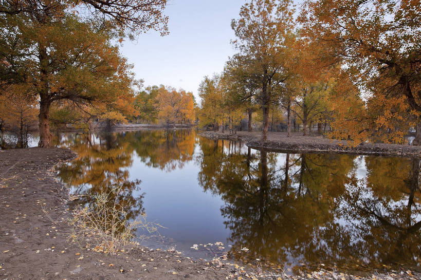 无人,横图,全景,室外,白天,正面,旅游,度假,美景,树林,日光,中国,亚洲,生气,地形,景点,景观,浪漫,娱乐,东方,树,黄色,风景,蓝天,天空,自然,享受,休闲,金色,景色,放松,活力,蒙,摄影,朝气,生长,晴天,生机,希望,风光,宁静,自然风光,外景,东亚,坚持,环境保护,甘肃省,内蒙古,胡杨树,金塔县,中华人民共和国,华北地区,内蒙古自治区,阿拉善,阿拉善盟,秋天,彩图,旅行,额济纳,额济纳旗,韧性,额济纳胡杨林,bj174