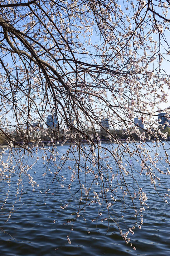 无人,公园,竖图,室外,白天,正面,旅游,湖,名胜古迹,植物,建筑,桃花,北京,中国,亚洲,盛开,景点,景观,果实,东方,花,花朵,树,桃树,白色,风景,蓝天,天空,自然,湖水,春天,旅游胜地,景色,摄影,茂盛,绽放,晴天,园林,风光,都市风光,近景,自然风光,外景,娇嫩,彩图,旅行,玉渊潭,bj174