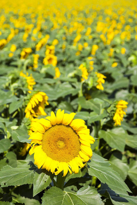 无人,农田,竖图,室外,特写,白天,正面,爱情,旅游,幸福,庄稼,农作物,花海,花圃,美景,太阳,田园,植物,城市,向日葵,叶子,生气,盛开,鲜艳,景点,景观,田野,乡村,辽阔,绿叶,美丽,茁壮,花蕾,花,花瓣,花朵,花卉,鲜花,黄色,绿色,风景,天空,阳光,自然,花丛,花束,花田,春天,花苞,花蕊,五彩,向上,嫩叶,景色,活力,摄影,朝气,茂盛,生长,绽放,晴天,生机,希望,风光,明亮,繁茂,多彩,都市风光,乡间,自然风光,外景,孕育,光辉,沉默,忠诚,勇敢,投缘,爱慕,娇嫩,明媚,高傲,朝阳花,葵花,望日莲,向阳花,转日莲,叶,叶片,彩图,旅行,耕地,庄稼田,向日葵田,bj174