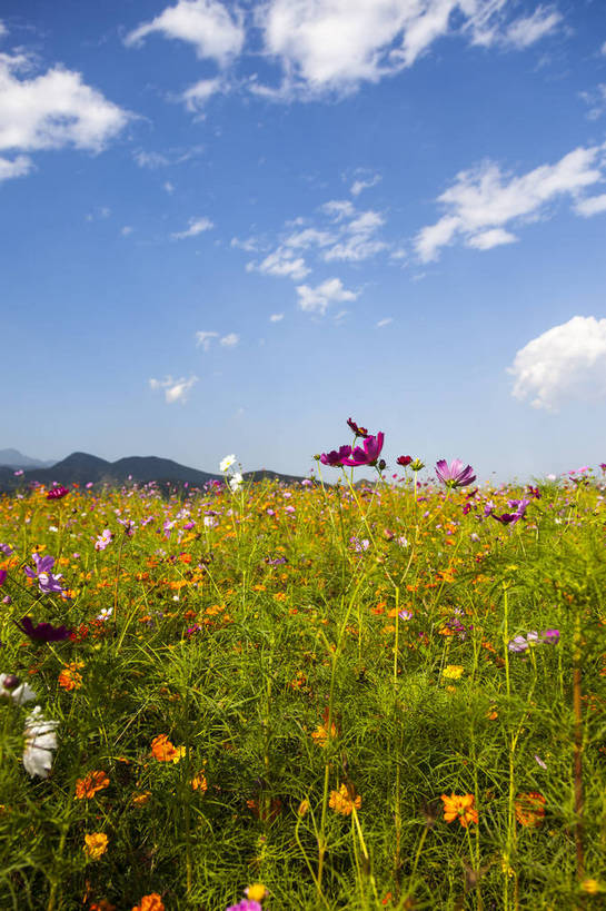 无人,花园,竖图,全景,彩色,室外,白天,正面,爱情,旅游,幸福,花海,花圃,美景,太阳,田园,植物,城市,向日葵,一片,生气,盛开,鲜艳,景点,景观,水平线,田野,乡村,辽阔,美丽,茁壮,雏菊,花,花瓣,花朵,鲜花,黄色,红色,绿色,紫色,白云,风景,蓝天,天空,阳光,自然,花丛,花田,春天,太阳花,五彩,向上,景色,活力,摄影,朝气,茂盛,生长,绽放,晴天,生机,希望,风光,一望无际,明亮,繁茂,多彩,都市风光,乡间,自然风光,外景,孕育,光辉,沉默,忠诚,勇敢,投缘,爱慕,娇嫩,明媚,高傲,朝阳花,葵花,望日莲,向阳花,转日莲,晴空万里,彩图,旅行,bj174