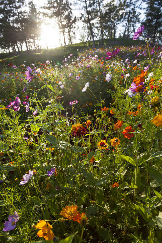 无人,花园,竖图,全景,彩色,室外,白天,正面,爱情,旅游,幸福,花海,花圃,美景,太阳,田园,植物,城市,向日葵,一片,生气,盛开,鲜艳,景点,景观,水平线,田野,乡村,辽阔,美丽,茁壮,雏菊,花,花瓣,花朵,鲜花,黄色,红色,绿色,紫色,白云,风景,蓝天,天空,阳光,自然,花丛,花田,春天,太阳花,五彩,向上,景色,活力,摄影,朝气,茂盛,生长,绽放,晴天,生机,希望,风光,一望无际,明亮,繁茂,多彩,都市风光,乡间,自然风光,外景,孕育,光辉,沉默,忠诚,勇敢,投缘,爱慕,娇嫩,明媚,高傲,朝阳花,葵花,望日莲,向阳花,转日莲,晴空万里,彩图,旅行,bj174
