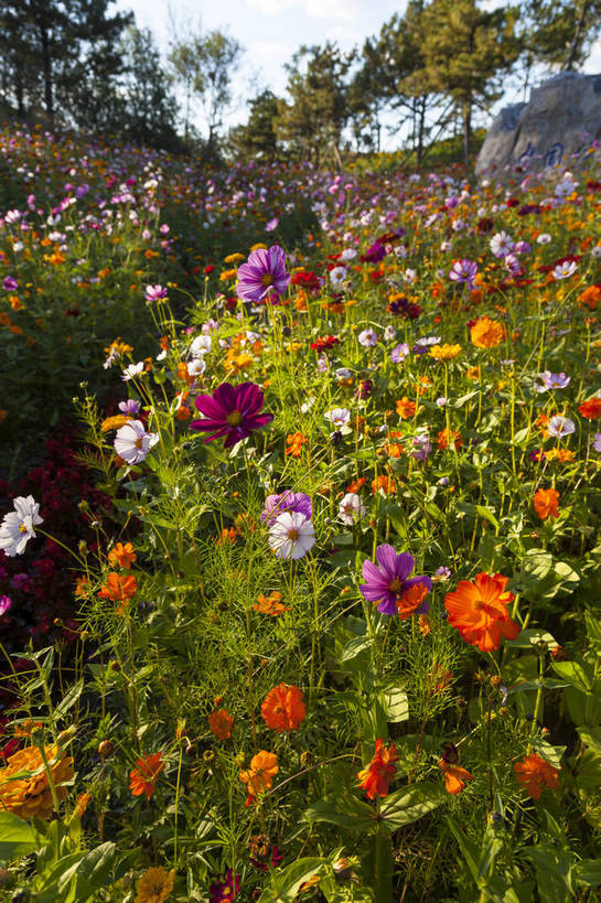 无人,花园,竖图,全景,彩色,室外,白天,正面,爱情,旅游,幸福,花海,花圃,美景,太阳,田园,植物,城市,向日葵,一片,生气,盛开,鲜艳,景点,景观,水平线,田野,乡村,辽阔,美丽,茁壮,雏菊,花,花瓣,花朵,鲜花,黄色,红色,绿色,紫色,白云,风景,蓝天,天空,阳光,自然,花丛,花田,春天,太阳花,五彩,向上,景色,活力,摄影,朝气,茂盛,生长,绽放,晴天,生机,希望,风光,一望无际,明亮,繁茂,多彩,都市风光,乡间,自然风光,外景,孕育,光辉,沉默,忠诚,勇敢,投缘,爱慕,娇嫩,明媚,高傲,朝阳花,葵花,望日莲,向阳花,转日莲,晴空万里,彩图,旅行,bj174