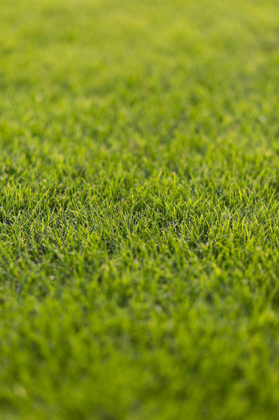 无人,竖图,彩色,室外,白天,草地,草坪,植物,生气,草,绿色,自然,活力,茂密,摄影,朝气,茂盛,生长,生机,希望,绿草,外景,顽强,娇嫩,bj174