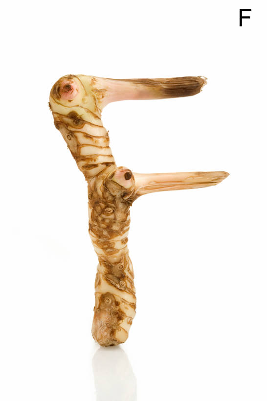 无人,白色背景,农作物,姜,蔬菜,静物,敲打,形状,反射,英文,标志,材料,文字,字符,字母,生食,香料,食品,根,饮品,输入,标识,饮食,食物,饮料,自然,打字,概念,健康,成熟,摄影,有机食品,英文字母,点击,敲击,创造力,可口,清新,字母表,健康食物,式样,适口,想法,大写字母,按键,彩图,bj175