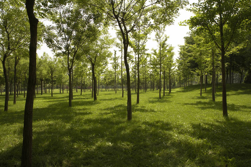 无人,公园,横图,室外,白天,草地,美景,森林,植物,北京,中国,亚洲,阴影,景观,美丽,草,树,绿色,风景,自然,景色,茂密,摄影,茂盛,宁静,自然风光,东亚,彩图,bj175