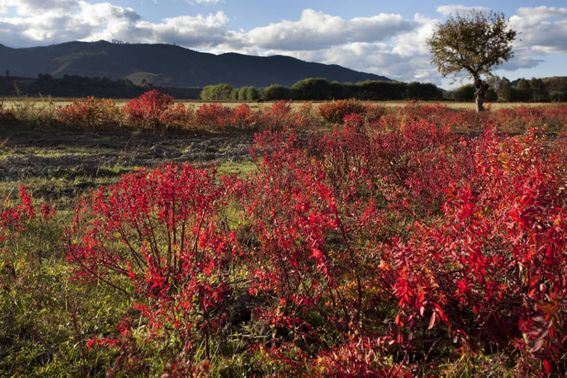 无人,横图,室外,美景,香格里拉,中国,亚洲,景观,自然,景色,摄影,自然风光,东亚,云南省,秋天,彩图,bj175