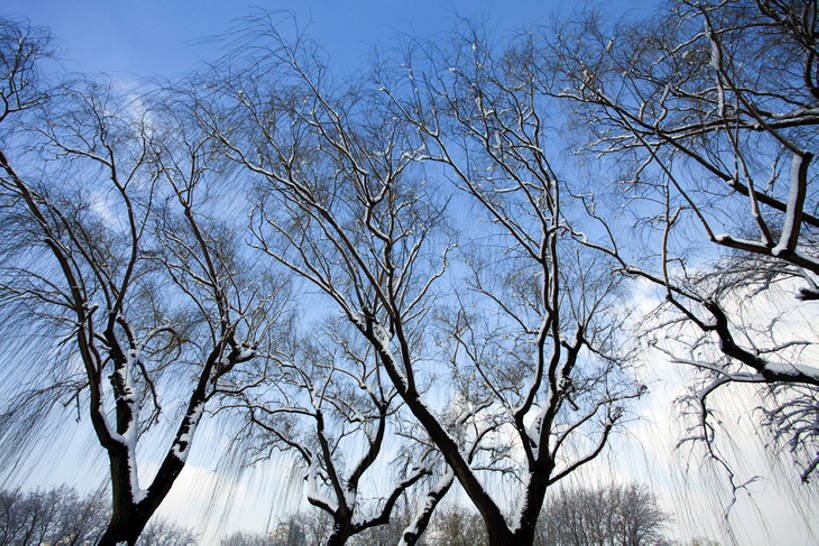 无人,公园,横图,室外,白天,仰视,旅游,度假,美景,雪,柳树,北京,中国,亚洲,覆盖,结冰,景观,冬天,娱乐,垂柳,树,蓝色,风景,天空,自然,享受,休闲,景色,放松,寒冷,冷,摄影,生长,宁静,自然风光,东亚,发展,万里无云,朝阳区,彩图,低角度拍摄,林区,红领巾公园,bj175