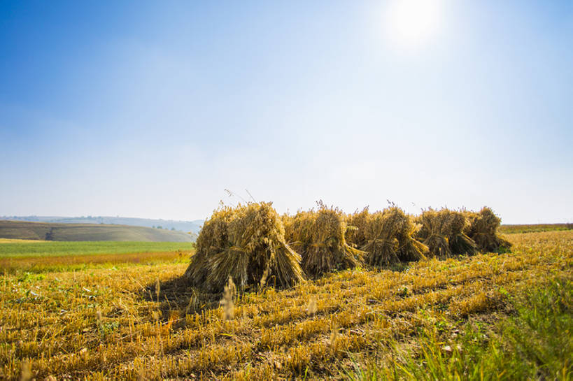 无人,横图,室外,白天,旅游,度假,农业,农作物,美景,太阳,植物,日光,中国,亚洲,种植,地平线,景观,陆地,田地,谷类,地面,娱乐,捆,草,黄色,蓝色,风景,蓝天,天空,自然,享受,休闲,景色,成熟,放松,季节,摄影,收获,宁静,环境,自然风光,逆光,东亚,地貌,河北省,张家口,莜麦,彩图,金子,广角,张北县,bj175