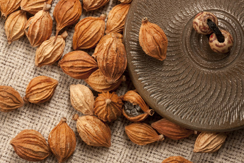 无人,横图,特写,留白,静物,许多,干燥,香料,食品,很多,饮食,彩图,砂仁,香砂,bj175