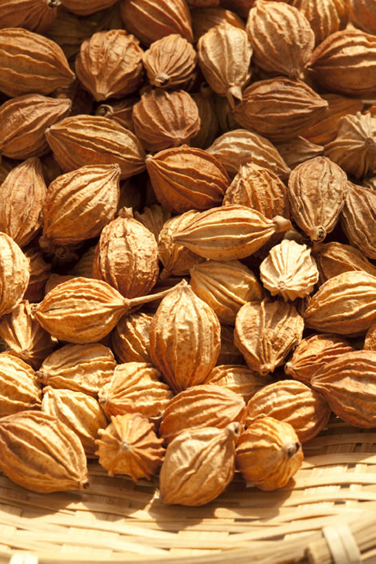 无人,竖图,特写,留白,静物,许多,干燥,香料,食品,很多,饮食,彩图,砂仁,香砂,bj175