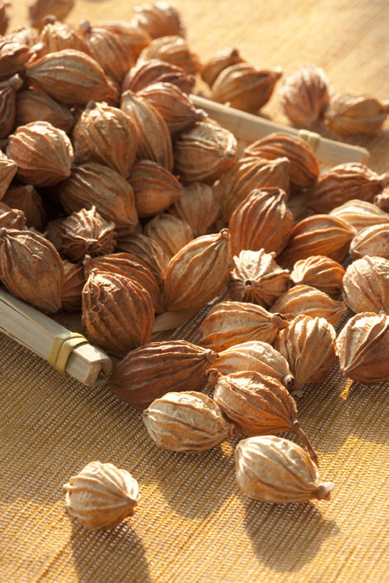 无人,竖图,特写,留白,静物,许多,干燥,香料,食品,很多,饮食,彩图,砂仁,香砂,bj175