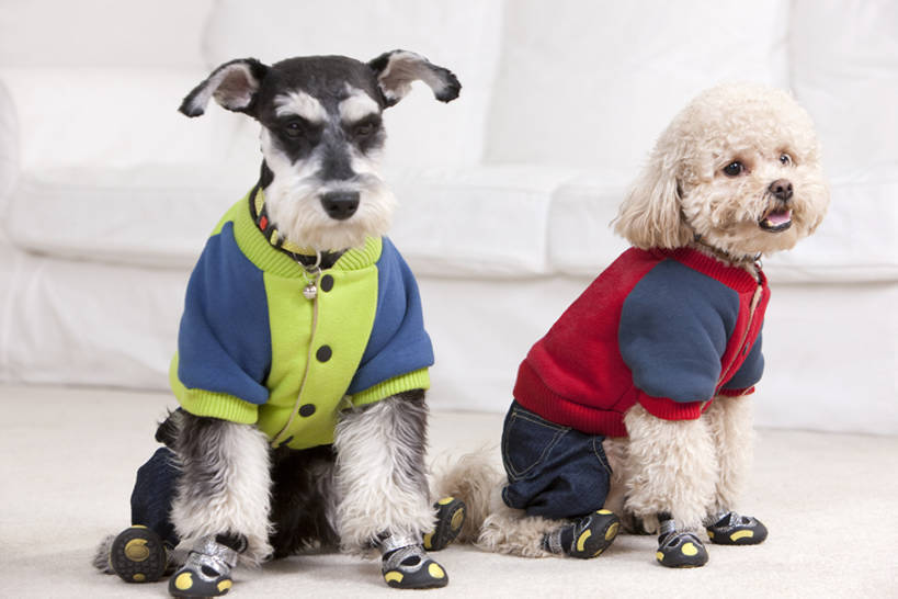 无人,家庭,家,客厅,微笑,横图,室内,正面,时尚,游戏,快乐,幸福,纯洁,宠物,狗,中国,亚洲,梗犬,玩,休闲装,娱乐,苏格兰梗,亚伯丁梗,动物,两只,休闲,温暖,温馨,一家人,可爱,童年,童趣,摄影,活动,和睦,起居室,发泄,消遣,智力,童真,东亚,烂漫,无邪,髯犬,忠诚,玩具贵宾犬,宣泄,茄克,天真,犬,玩耍,嬉戏,彩图,全身,融洽,bj175