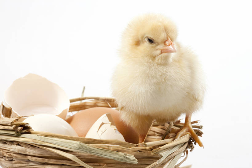 无人,横图,留白,白色背景,正面,探险,纯洁,安全,小的,鸟类,一只,黄色,动物,可爱,童年,童趣,摄影,牲畜,影棚,生长,孵化,摄影棚,童真,烂漫,无邪,卵,开端,无忧无虑,天真,彩图,全身,影棚拍摄,拍摄,小鸡,bj175