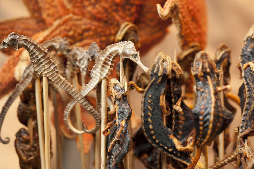 点心,无人,横图,特写,壁虎,蝉,海星,静物,北京,中国,亚洲,丰富,昆虫,油炸,美味,食品,饮品,串,货摊,小吃,饮食,餐饮,竹签,食物,特产,饮料,中国菜,零售,诱惑,摄影,多样,海马,风格,简单,可口,蝗虫,中国文化,选择,东亚,羊肉串,东亚文化,取食签,零售店,适口,烤串,海产,彩图,传统文化,街市,bj175