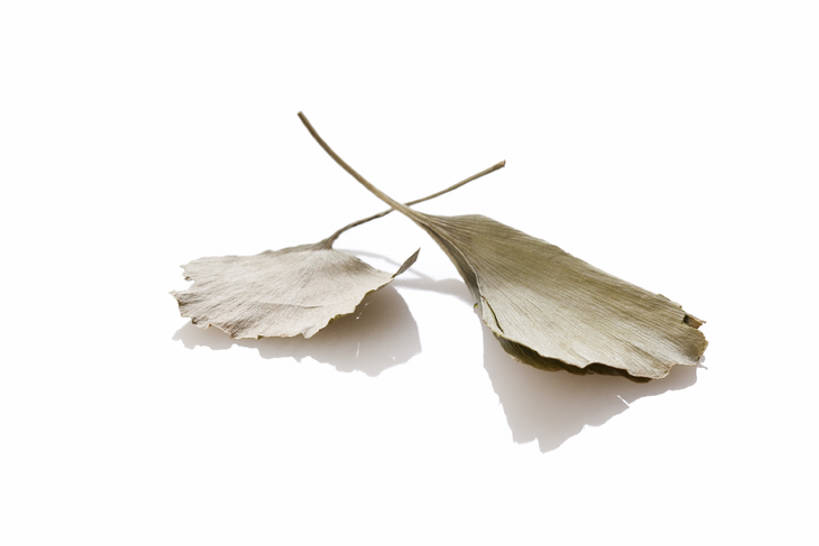 无人,横图,留白,白色背景,银杏树,静物,叶子,北京,中国,亚洲,反射,材料,草药,药草,传统,自然,干花,摄影,医疗,简单,草本,中国文化,干的,中医,东亚,替代疗法,银杏,彩图,影棚拍摄,传统文化,成分,bj175