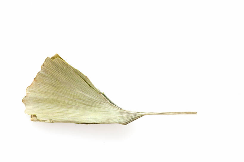 无人,横图,留白,银杏树,静物,叶子,北京,中国,亚洲,材料,草药,药草,传统,自然,干花,摄影,医疗,简单,草本,中国文化,干的,中医,东亚,替代疗法,银杏,彩图,影棚拍摄,传统文化,成分,bj175