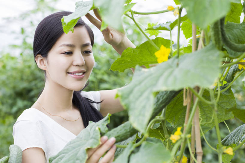 东方人,成年人,脸,头,脸颊,一个人,菜园,农田,农场,笑,微笑,露齿笑,横图,室外,白天,正面,旅游,度假,快乐,幸福,农业,庄稼,农作物,采摘,美景,植物,黄瓜,蔬菜,北京,中国,亚洲,仅一个年轻女性,仅一个女性,仅一个人,握,工作,景观,园艺,食品,饮品,温室,休闲装,娱乐,现代,饮食,农庄,肩膀,树叶,食物,饮料,绿色,自然,夏天,看,站着,享受,休闲,健康,短袖,景色,放松,活力,季节,握着,摄影,有机食品,生长,生活方式,收获,环境,享乐,可口,清新,自然风光,爱好,户外活动,东亚,健康食物,适口,无忧无虑,年轻女性,女人,女性,亚洲人,中国人,年轻人,头部,脸部,脸蛋,面部,休闲活动,彩图,欢乐,耕地,庄稼田,bj175