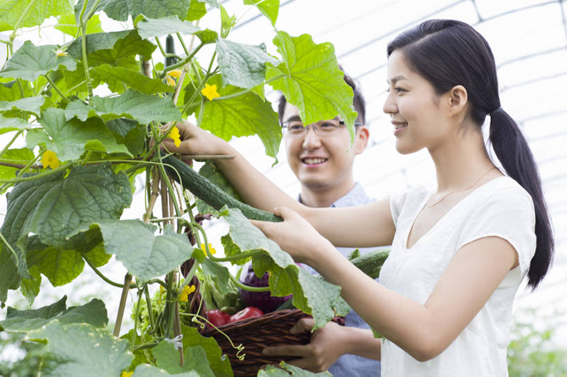 东方人,成年人,中年人,两个人,丈夫,妻子,菜园,农田,农场,笑,微笑,露齿笑,横图,室外,白天,侧面,爱情,旅游,度假,快乐,幸福,农业,庄稼,农作物,采摘,美景,植物,黄瓜,蔬菜,北京,中国,亚洲,握,丰富,工作,篮子,眼镜,景观,园艺,食品,饮品,浪漫,温室,休闲装,娱乐,现代,饮食,农庄,树叶,食物,饮料,绿色,自然,夏天,看,站着,享受,休闲,健康,温暖,温馨,短袖,景色,恩爱,放松,活力,季节,亲密,握着,恋人,摄影,有机食品,生长,生活方式,收获,多样,环境,和睦,享乐,可口,清新,自然风光,爱好,户外活动,逆光,东亚,健康食物,陪同,适口,陪伴,无忧无虑,男人,男性,年轻女性,女人,女性,中年男性,亚洲人,中国人,年轻人,情侣,休闲活动,半身,彩图,欢乐,耕地,庄稼田,伴侣,融洽,伴随,bj175