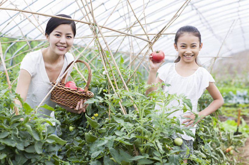 东方人,儿童,成年人,两个人,家庭,父母,母亲,女儿,菜园,农田,农场,站,笑,微笑,露齿笑,横图,室外,白天,正面,旅游,度假,快乐,幸福,农业,庄稼,农作物,采摘,美景,植物,蔬菜,西红柿,北京,中国,亚洲,弯腰,握,工作,篮子,景观,园艺,食品,饮品,玩,温室,注视,休闲装,娱乐,现代,手叉腰,饮食,农庄,树叶,食物,饮料,小孩,绿色,自然,夏天,观察,看,站着,享受,休闲,健康,温暖,温馨,母女,一家人,短袖,景色,放松,活力,季节,亲密,童年,握着,摄影,介绍,有机食品,生长,生活方式,收获,观看,环境,和睦,察看,享乐,关爱,关注,可口,清新,自然风光,亲情,肖像,爱好,出示,户外活动,东亚,健康食物,陪同,适口,陪伴,无忧无虑,男孩,男人,男性,年轻女性,女孩,女人,女性,亚洲人,中国人,孩子,年轻人,休闲活动,站立,彩图,欢乐,耕地,庄稼田,融洽,男生,伴随,bj175