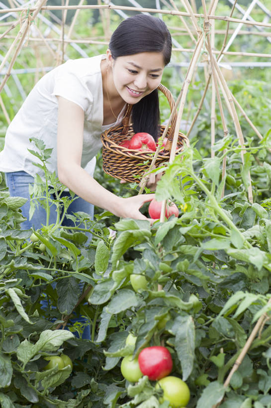 东方人,成年人,一个人,菜园,农田,农场,笑,微笑,露齿笑,竖图,室外,白天,正面,旅游,度假,快乐,幸福,农业,庄稼,农作物,采摘,美景,植物,蔬菜,西红柿,北京,中国,亚洲,仅一个年轻女性,仅一个女性,仅一个人,弯腰,握,工作,篮子,景观,园艺,食品,饮品,温室,休闲装,娱乐,现代,饮食,农庄,树叶,食物,饮料,绿色,自然,夏天,看,站着,享受,休闲,健康,短袖,景色,放松,活力,季节,握着,摄影,有机食品,生长,生活方式,收获,环境,享乐,可口,清新,自然风光,爱好,户外活动,东亚,健康食物,适口,无忧无虑,年轻女性,女人,女性,亚洲人,中国人,年轻人,休闲活动,彩图,欢乐,耕地,庄稼田,bj175