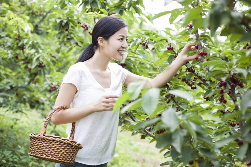 东方人,成年人,一个人,果园,农场,笑,微笑,露齿笑,横图,室外,白天,正面,旅游,度假,快乐,幸福,农业,采摘,美景,植物,樱桃,水果,北京,中国,亚洲,仅一个年轻女性,仅一个女性,仅一个人,握,工作,篮子,景观,园艺,食品,果树,饮品,樱桃树,休闲装,娱乐,饮食,农庄,树,树叶,食物,饮料,红色,绿色,自然,夏天,站着,享受,休闲,健康,短袖,景色,成熟,放松,季节,握着,摄影,有机食品,生长,生活方式,收获,环境,享乐,可口,清新,自然风光,户外活动,东亚,健康食物,适口,无忧无虑,年轻女性,女人,女性,亚洲人,中国人,年轻人,半身,彩图,欢乐,bj175