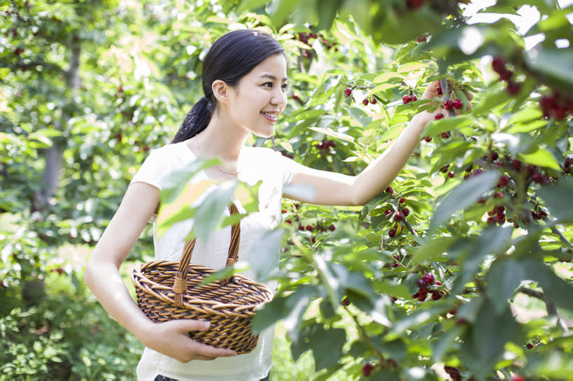 东方人,成年人,一个人,果园,农场,笑,微笑,露齿笑,横图,室外,白天,正面,旅游,度假,快乐,幸福,农业,采摘,美景,植物,樱桃,水果,北京,日光,中国,亚洲,仅一个年轻女性,仅一个女性,仅一个人,握,工作,篮子,景观,园艺,食品,果树,饮品,樱桃树,休闲装,娱乐,饮食,农庄,树,树叶,食物,饮料,红色,绿色,自然,夏天,站着,享受,休闲,健康,短袖,景色,成熟,放松,季节,握着,摄影,有机食品,生长,生活方式,收获,环境,享乐,可口,清新,自然风光,户外活动,东亚,健康食物,适口,无忧无虑,年轻女性,女人,女性,亚洲人,中国人,年轻人,半身,彩图,欢乐,bj175