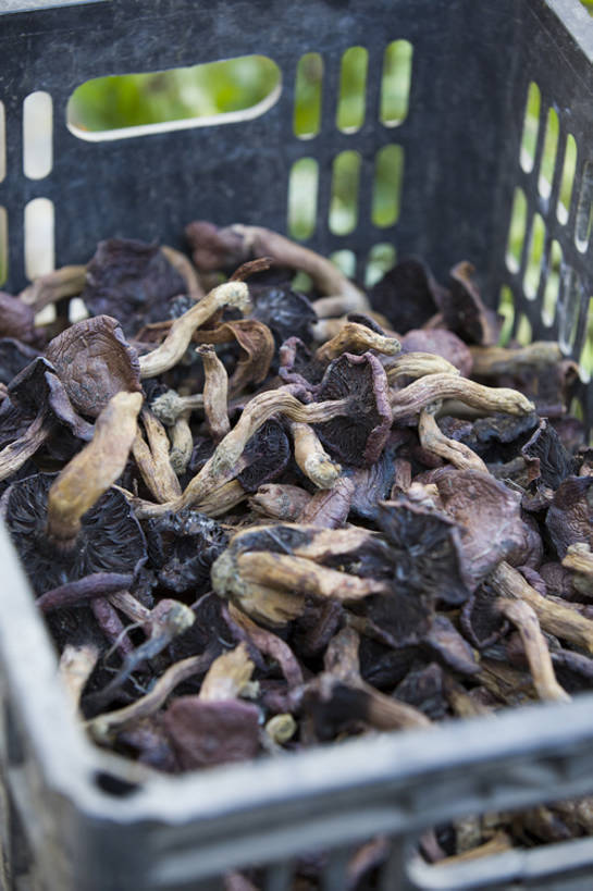 无人,竖图,室外,特写,白天,北京,中国,亚洲,许多,丰富,干燥,篮子,蘑菇,生食,食品,饮品,很多,营养,饮食,食物,饮料,食用菌,摄影,有机食品,茶树菇,可口,干的,东亚,健康食物,适口,彩图,bj175