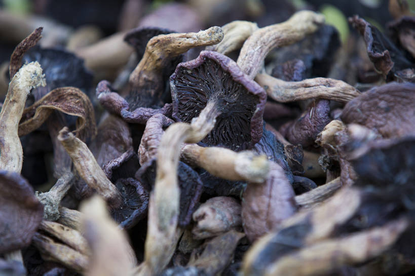 无人,横图,室外,特写,白天,北京,中国,亚洲,许多,丰富,干燥,蘑菇,生食,食品,饮品,很多,营养,饮食,食物,饮料,食用菌,摄影,有机食品,茶树菇,可口,干的,东亚,健康食物,适口,彩图,全画幅,bj175