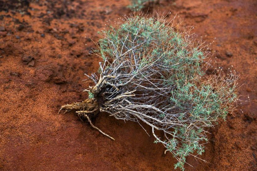 无人,横图,室外,植物,全球变暖,中国,亚洲,环保,陆地,泥土,根,草,自然,摄影,能源,环境,死亡,回收,资源,气候,脆弱,干旱,贫瘠,干的,利用,低碳,东亚,循环,环境保护,甘肃省,丝绸之路,张掖,持续,荒地,彩图,bj175