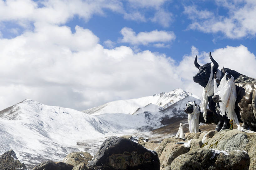 无人,横图,室外,白天,留白,旅游,度假,石头,美景,山,山脉,雪,雪山,雕塑,中国,亚洲,曲折,雕像,地形,景观,山顶,山坡,云,云层,文化,娱乐,传统,西藏,少数民族,民族,蓝色,白色,风景,天空,自然,动物,享受,休闲,景色,放松,摄影,宁静,环境,中国文化,自然风光,自然现象,东亚,西藏自治区,地貌,哈达,青藏高原,米拉山,坎坷,崎岖,地质学,自然地理,岩石,牦牛,彩图,旅行,传统文化,中国少数民族,广角,bj175