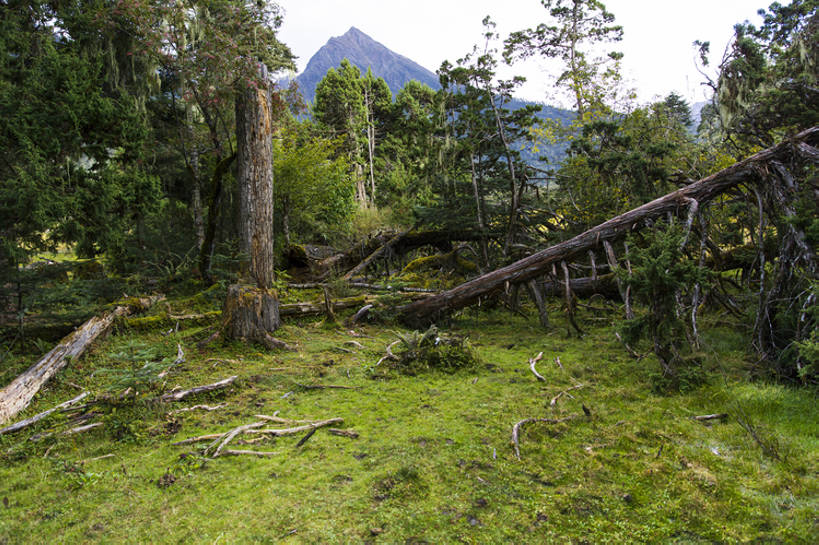 无人,横图,室外,白天,旅游,度假,草地,美景,森林,山,植物,松树,中国,亚洲,环保,地形,景观,山顶,根,娱乐,林芝,西藏,草,树,树干,绿色,风景,天空,自然,享受,休闲,景色,放松,茂密,摄影,茂盛,能源,宁静,环境,回收,资源,自然风光,利用,低碳,东亚,循环,西藏自治区,环境保护,青藏高原,常绿树,持续,针叶树,彩图,旅行,林区,广角,南伊沟,bj175