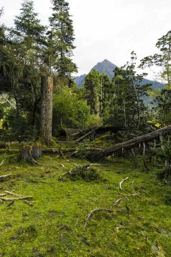 无人,竖图,室外,白天,旅游,度假,草地,美景,森林,山,植物,松树,中国,亚洲,环保,地形,景观,山顶,根,娱乐,林芝,西藏,草,树,树干,绿色,风景,天空,自然,享受,休闲,景色,放松,茂密,摄影,茂盛,能源,宁静,环境,回收,资源,自然风光,利用,低碳,东亚,循环,西藏自治区,环境保护,青藏高原,常绿树,持续,针叶树,彩图,旅行,林区,广角,南伊沟,bj175