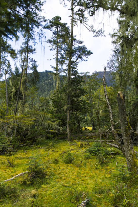 无人,竖图,室外,白天,旅游,度假,草地,美景,森林,山,植物,松树,中国,亚洲,环保,地形,景观,山顶,根,娱乐,林芝,西藏,草,树,树干,绿色,风景,天空,自然,享受,休闲,景色,放松,茂密,摄影,茂盛,能源,灌木,宁静,环境,回收,资源,自然风光,利用,低碳,东亚,循环,西藏自治区,环境保护,青藏高原,常绿树,持续,针叶树,彩图,旅行,林区,广角,南伊沟,bj175