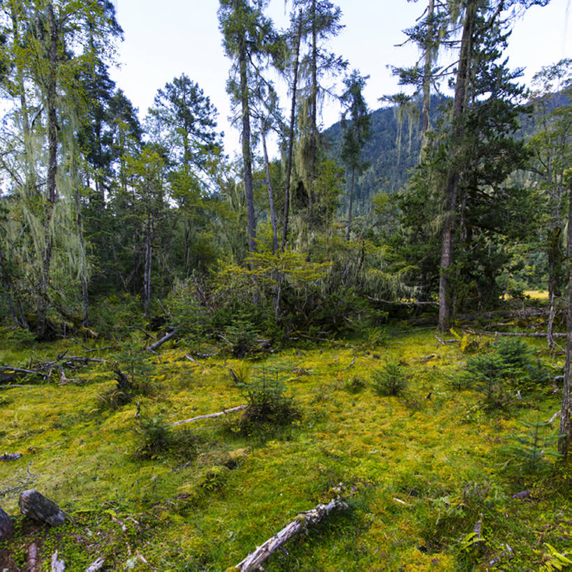 无人,方图,室外,白天,旅游,度假,草地,美景,森林,山,植物,松树,中国,亚洲,环保,地形,景观,山顶,根,娱乐,林芝,西藏,草,树,树干,绿色,风景,天空,自然,享受,休闲,景色,放松,茂密,摄影,茂盛,能源,灌木,宁静,环境,回收,资源,自然风光,利用,低碳,东亚,循环,西藏自治区,环境保护,青藏高原,常绿树,持续,针叶树,彩图,旅行,林区,广角,南伊沟,bj175