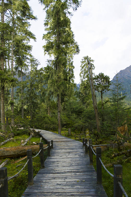 无人,栏杆,竖图,室外,白天,旅游,度假,建材,美景,森林,山,山脉,植物,建筑,路,松树,中国,亚洲,弯曲,木制,材料,木板,木材,地形,景观,路边,山顶,小路,娱乐,林芝,西藏,木柴,树,树干,绿色,风景,天空,自然,享受,休闲,景色,放松,茂密,摄影,建造,木料,茂盛,高,宁静,环境,自然风光,东亚,西藏自治区,环境保护,青藏高原,常绿树,针叶树,彩图,旅行,林区,广角,南伊沟,bj175