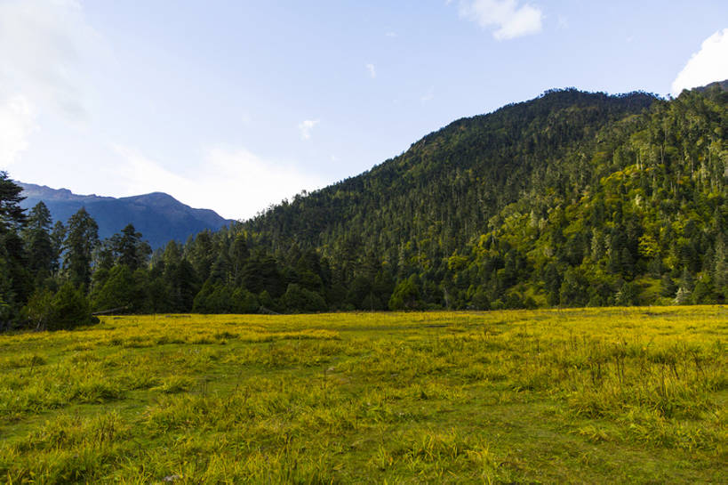 无人,横图,室外,白天,旅游,度假,草地,草原,美景,森林,山,山脉,植物,中国,亚洲,曲折,地形,景观,山顶,山坡,云,娱乐,林芝,西藏,草,树,蓝色,绿色,风景,天空,自然,平原,享受,休闲,景色,放松,茂密,摄影,茂盛,宁静,环境,自然风光,东亚,西藏自治区,青藏高原,坎坷,崎岖,地质学,自然地理,彩图,旅行,广角,南伊沟,bj175