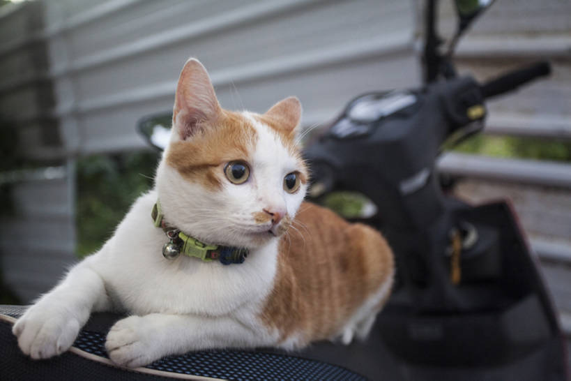 无人,横图,室外,白天,纯洁,摩托车,宠物,猫,台湾,中国,亚洲,铃铛,一只,动物,趴着,可爱,童年,童趣,摄影,家猫,童真,东亚,烂漫,无邪,台南,天真,彩图,好奇心,垦丁,bj175