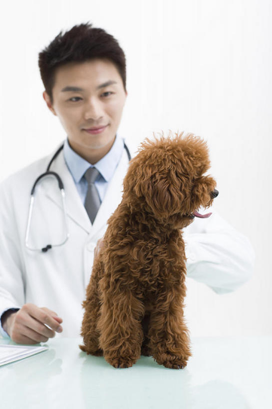东方人,成年人,一个人,医生,兽医,微笑,竖图,留白,正面,衬衫,快乐,幸福,信心,桌子,宠物,狗,北京,中国,亚洲,仅一个男性,仅一个人,灰色背景,检查,工作,领带,现代,仅一个年轻男性,一只,动物,听诊器,职业,家畜,摄影,生活方式,体检,医疗,享乐,关爱,贵妇犬,东亚,实验服,男人,男性,年轻男性,亚洲人,中国人,年轻人,触摸,坐着,半身,彩图,影棚拍摄,欢乐,体格检查,bj175
