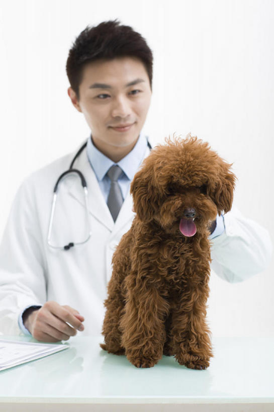 东方人,成年人,一个人,医生,兽医,微笑,竖图,留白,正面,衬衫,快乐,幸福,信心,桌子,宠物,狗,北京,中国,亚洲,仅一个男性,仅一个人,灰色背景,检查,工作,领带,现代,仅一个年轻男性,一只,动物,听诊器,职业,家畜,摄影,生活方式,体检,医疗,享乐,关爱,贵妇犬,东亚,实验服,男人,男性,年轻男性,亚洲人,中国人,年轻人,触摸,坐着,半身,彩图,影棚拍摄,欢乐,体格检查,bj175